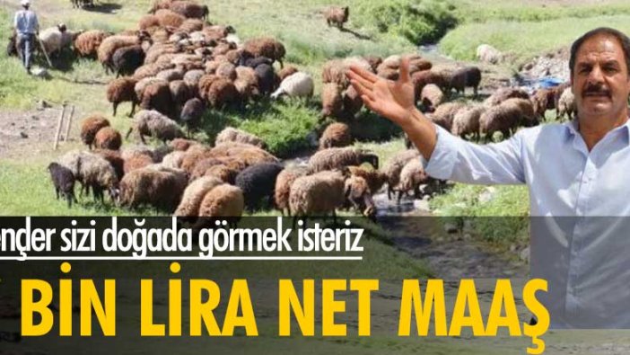 Gençler sizi doğada görmek isteriz! 7 bine çoban bulamıyor