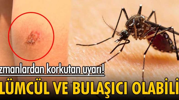 Uzmanlardan  ‘Asya Kaplan Sivrisineği’ uyarısı!