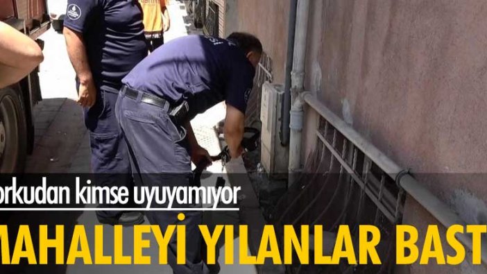 Mahalleyi yılan bastı! Korkudan kimse uyuyamıyor