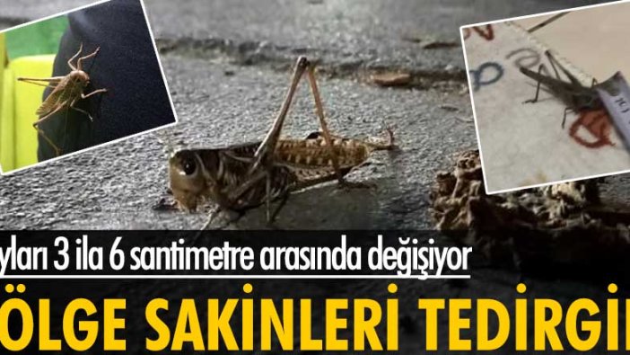 Sultangazi ve Arnavutköy sakinlerini çekirgeler tedirgin ediyor