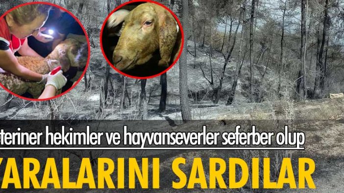 Veteriner hekimler ve hayvanseverler seferber olup yaralarını sardılar