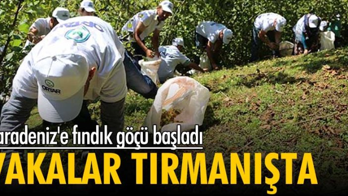 Karadeniz'e fındık göçü başladı! Vakalar tırmanışta