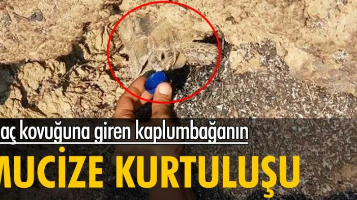 Ağaç kovuğuna giren kaplumbağa hayatta kalmayı başardı