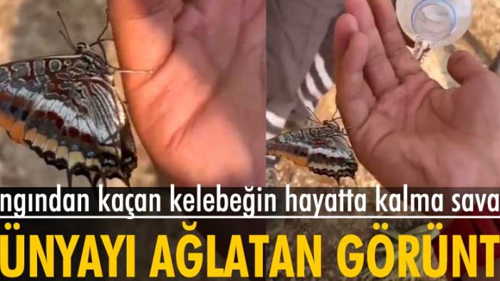 Yangından kaçan kelebeğin hayatta kalma savaşı! Dünya bu görüntüleri konuşuyor