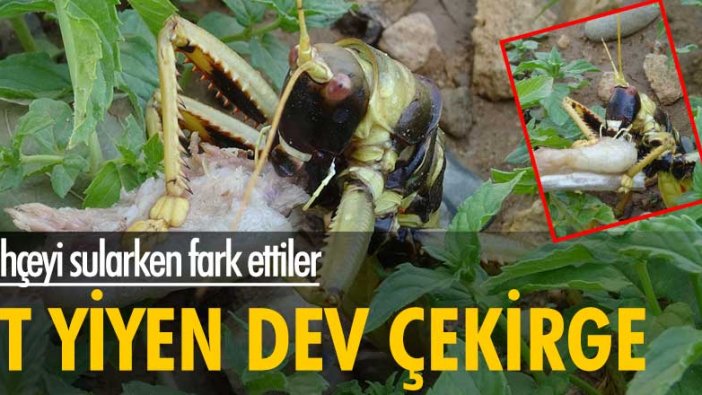 Bahçeyi sularken fark ettiler! Et yiyen dev çekirge