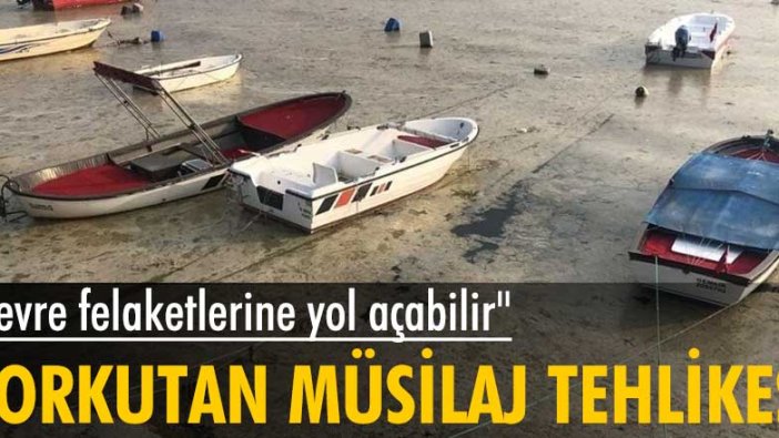 Marmara'da korkutan  ‘koloniyal’  müsilaj tehlikesi