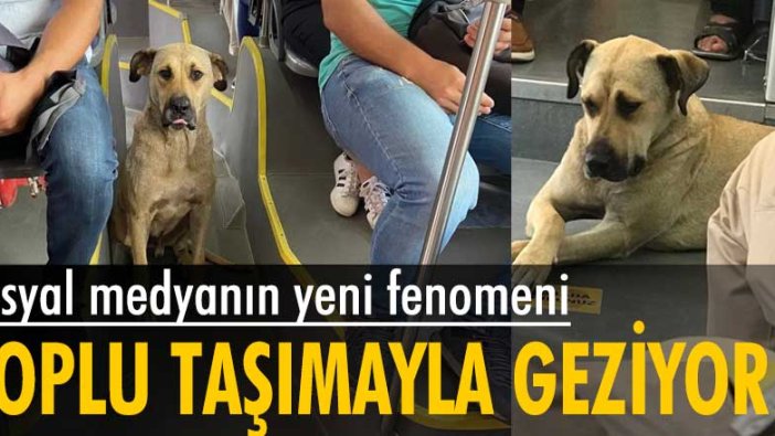 Sosyal medyanın yeni fenomeni bu köpek... İstanbul'u toplu taşımayla geziyor