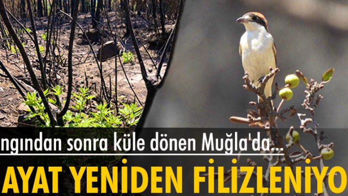 Muğla'da yangın sonrası ilk filizler çıktı