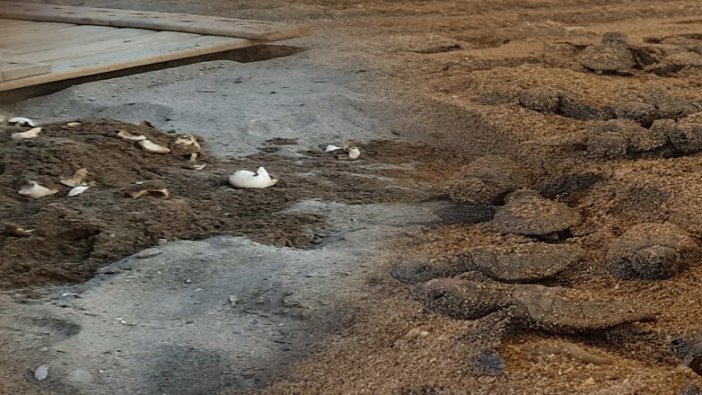 Turistlerin ayakları kum olmasın diye! 60 yavru caretta canından oldu