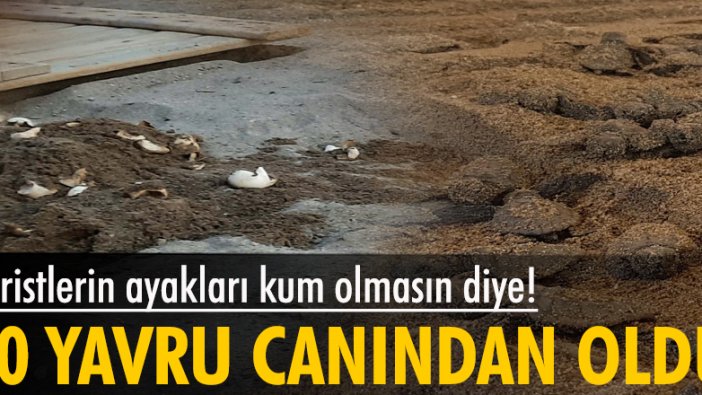 Turistlerin ayakları kum olmasın diye! 60 yavru caretta canından oldu