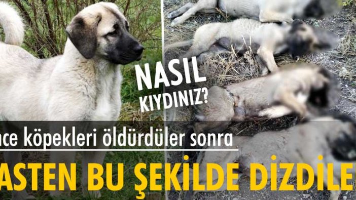 Korkunç olay! Köpekler ölü bulundu…