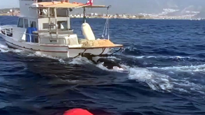 Fethiye'de 300 kilo ağırlığında ölü Akdeniz foku bulundu