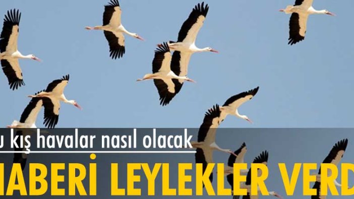 Leylekler 10 gün erken göç etti: Uzmanlardan uyarı geldi