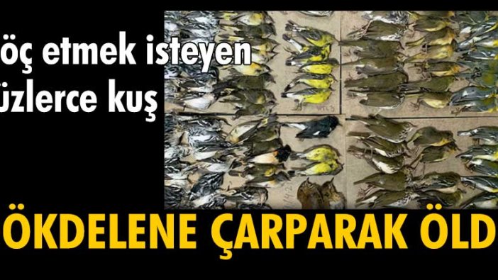 Göç etmek isteyen yüzlerce kuş, gökdelene çarparak öldü