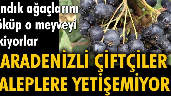 Fındık ağaçlarını söküp o meyveyi ekiyorlar... Karadenizli çiftçiler taleplere yetişemiyor