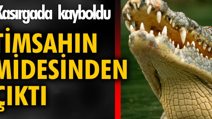 Kasırgada kayboldu timsahın midesinden çıktı!