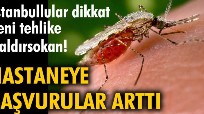 İstanbullular dikkat yeni tehlike Baldırsokan! Hastaneye başvurular arttı