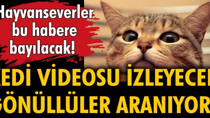 Hayvanseverler bu habere bayılacak: Kedi videosu izleyecek gönüllüler aranıyor