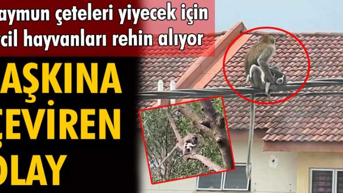 Malezya'da maymun çeteleri yiyecek için evcil hayvanları rehin alıyor!