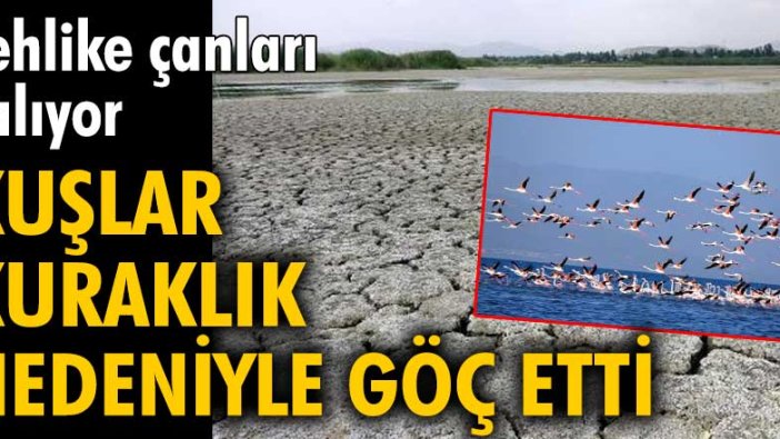 Tehlike çanları çalıyor! Van'da kuşlar kuraklık nedeniyle göç etti