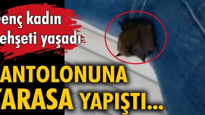 Genç kadın dehşeti yaşadı! Pantolonuna yarasa yapıştı