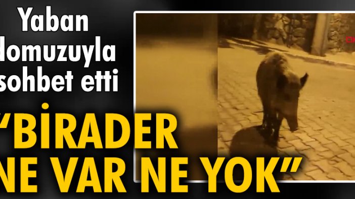 Görüntülediği domuza, 'Birader ne var ne yok' diye seslendi