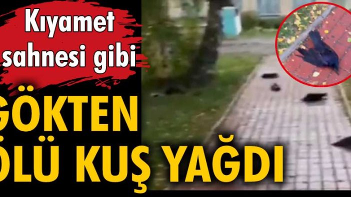 Rusya'da korku filmlerini andıran kuş ölümleri panik yarattı