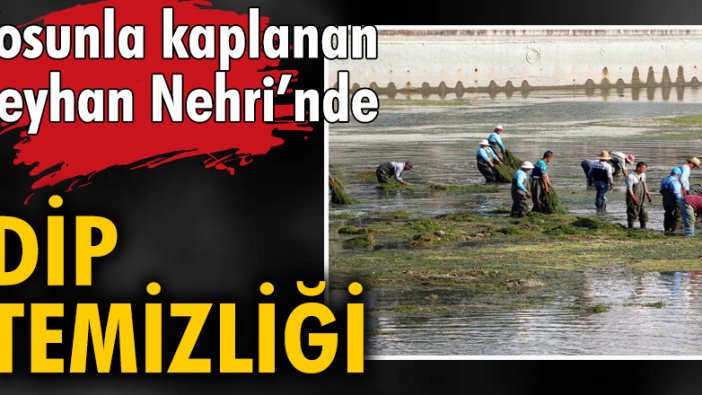 Yosunla kaplanan Seyhan Nehri’nde dip temizliği