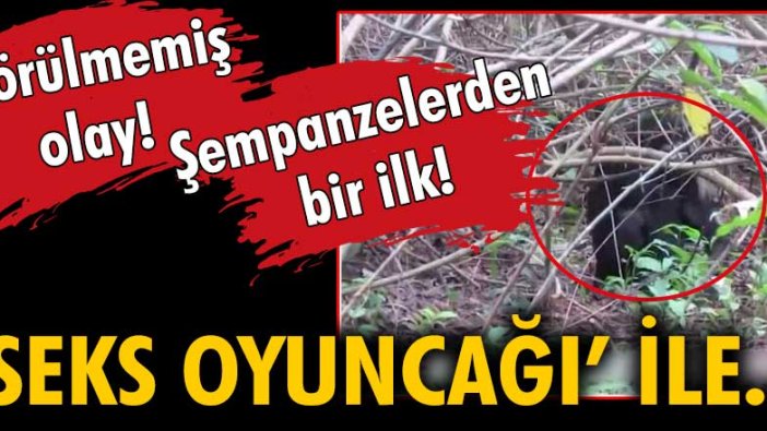 Uganda'da bir şempanze 'seks oyuncağı' ile mastürbasyon yaptı