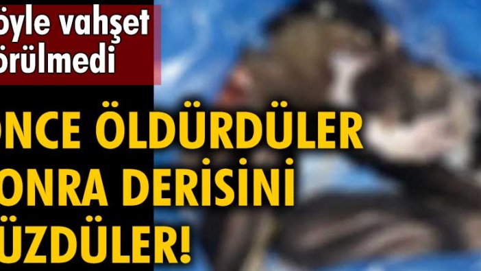 Aydın'da vahşet! Yavru köpeği öldürüp derisini yüzdüler