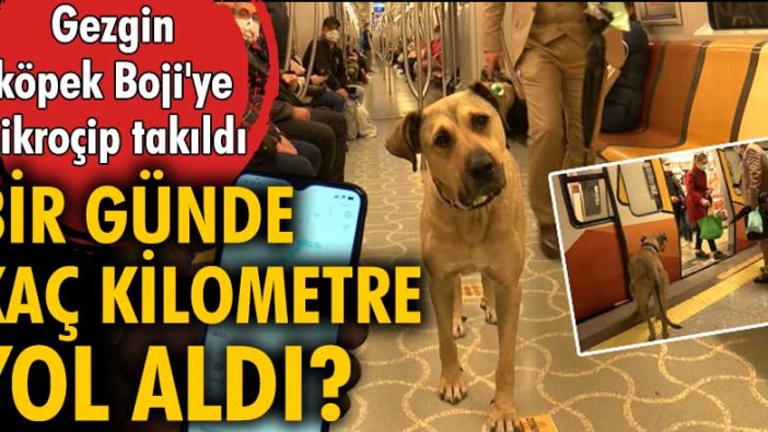 Birçok toplu ulaşım aracında dolaşmasıyla ünlenen Boji'ye mikroçip takıldı!