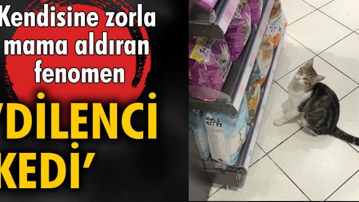 Kendisine zorla mama aldıran fenomen 'Dilenci kedi'