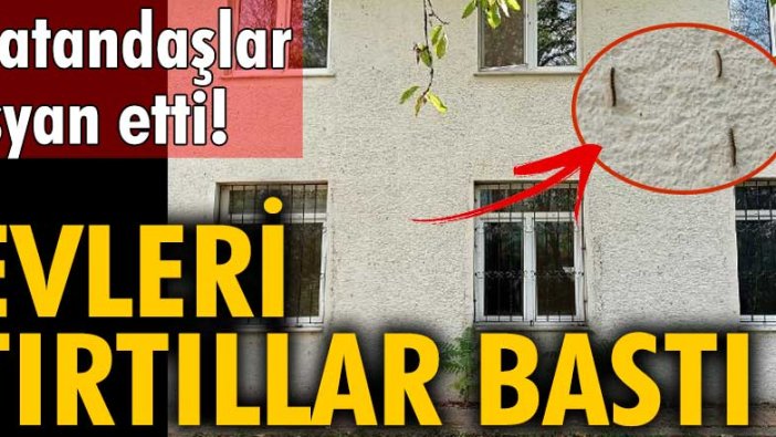 Düzce'de vatandaşlar isyan etti! Evleri tırtıllar bastı 