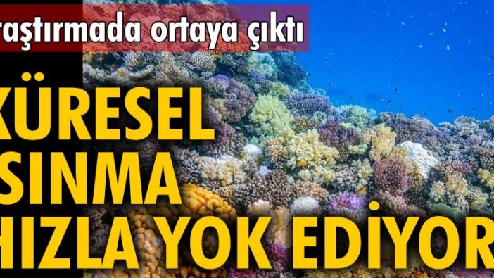 Araştırmada ortaya çıktı! Küresel ısınma hızla yok ediyor