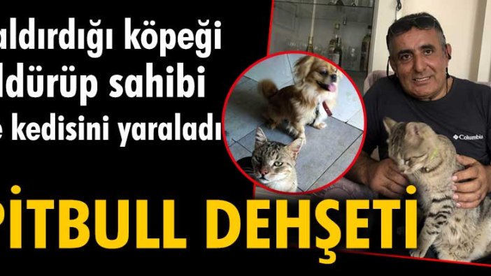 2 pitbull, saldırdıkları köpeği öldürdü, sahibi ve kedisini yaraladı