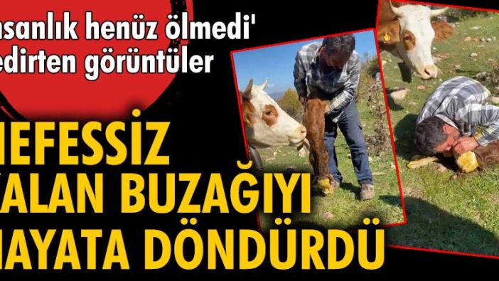 Tokat'ta yaşayan Şahbaz Gül, buzağıya suni teneffüs yaptı!