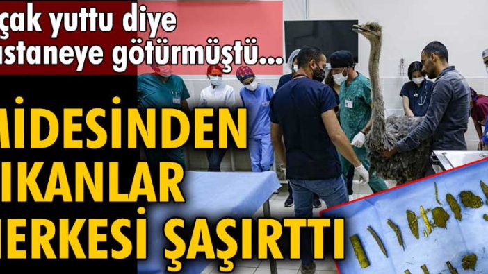 Ali Oğrak'ın beslediği deve kuşunun midesinden çıkanlar herkesi şaşırttı