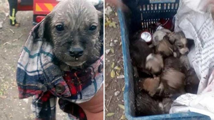 Menfezde mahsur kalan 7 yavru köpek kurtarıldı