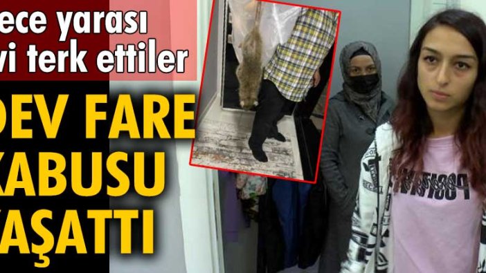 Sultangazi'de dev fare kabusu yaşattı! Gece yarası evi terk ettiler