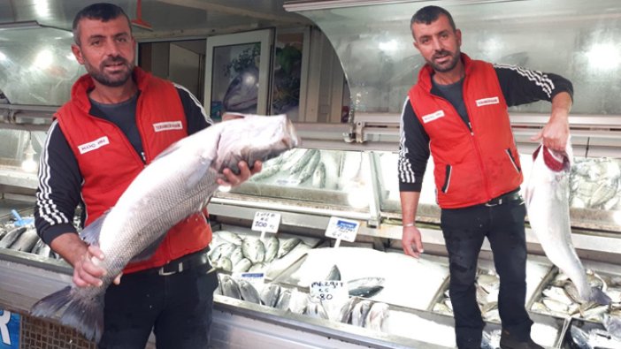 Çanakkale Boğazı'nda 7 kiloluk levrek yakaladı