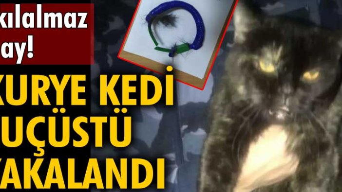 Rusya'da akılalmaz olay! Kurye kedi suçüstü yakalandı