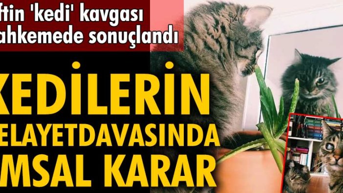 Kedilerin velayet davasında emsal karar