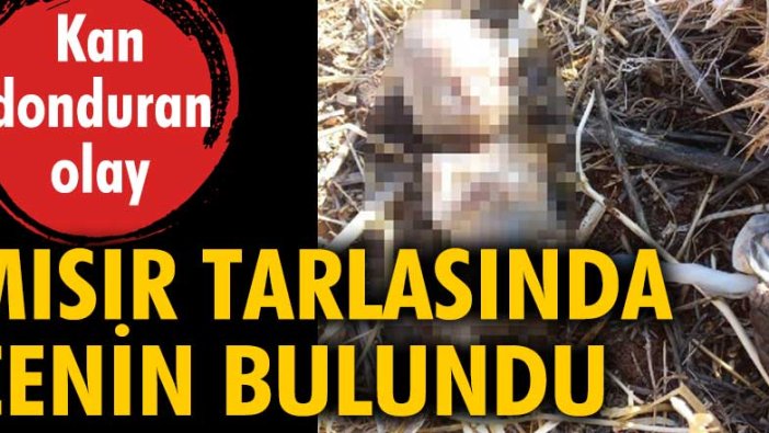 Kan donduran olay! Mısır tarlasında cenin bulundu