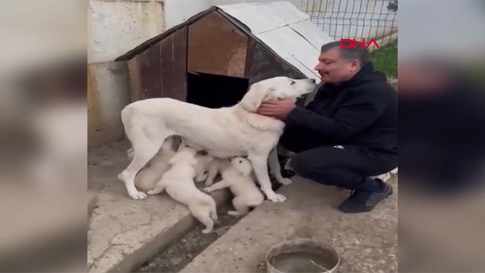 Bakan Koca, doğum yapan köpeğinin görüntüsünü paylaştı