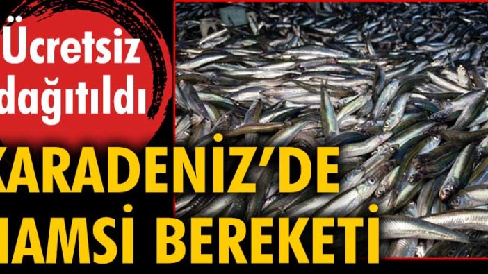 Karadeniz'de hamsi bereketi. Ücretsiz dağıtıldı