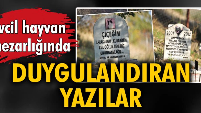 Evcil hayvan mezarlığında duygulandıran yazılar