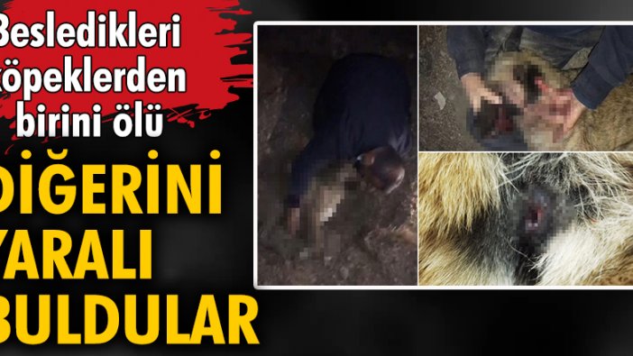 Besledikleri köpeklerden birini ölü, diğerini yaralı buldular