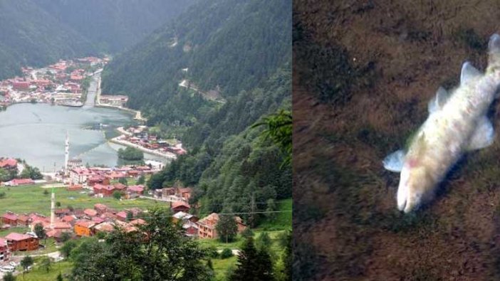 Uzungöl'de balık ölümleri durdurulamıyor