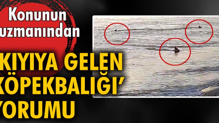 Uzmandan 'kıyıya gelen köpekbalığı' yorumu