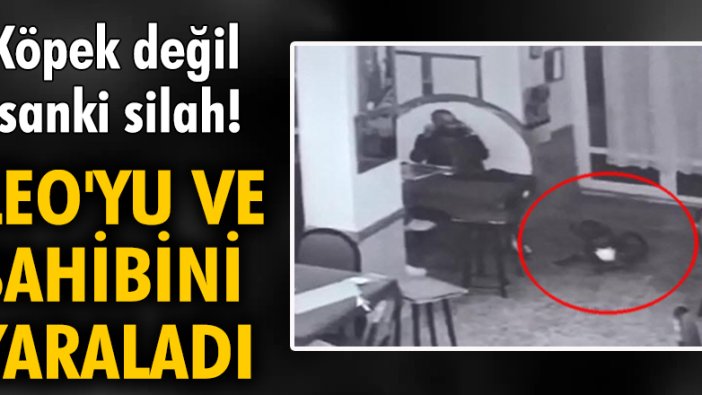 Köpek değil sanki silah! Leo'yu ve sahibini yaraladı